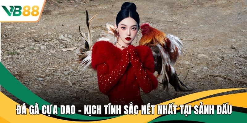 Đá gà cựa dao